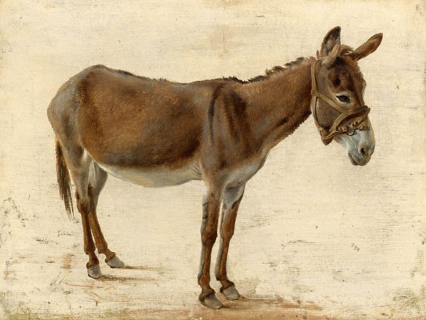 a donkey
